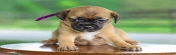 Jug dogs for sale: Zipporah Jug Puppy - Ad 3