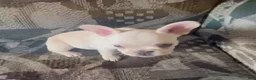 French Bulldog dogs for sale: SNOW WHITE aka SNOW -  Our Rare White French Bulldog Princess! - Ad 2