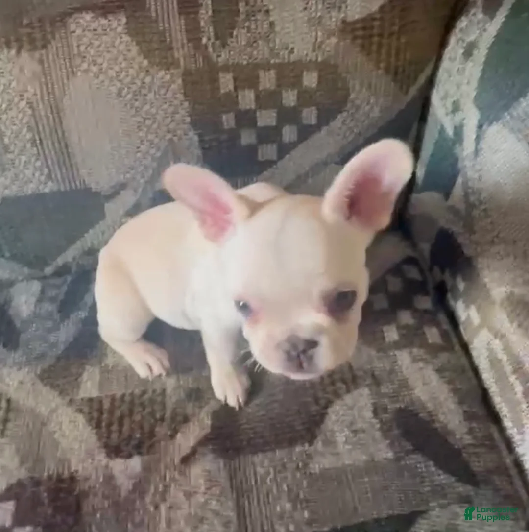 French Bulldog dogs for sale: SNOW WHITE aka SNOW -  Our Rare White French Bulldog Princess! - Ad 2