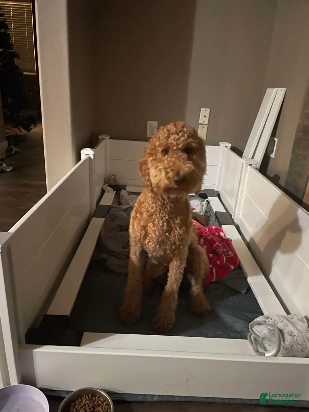 Goldendoodle dogs for sale: Goldendoodle Puppy 1 - Ad 3