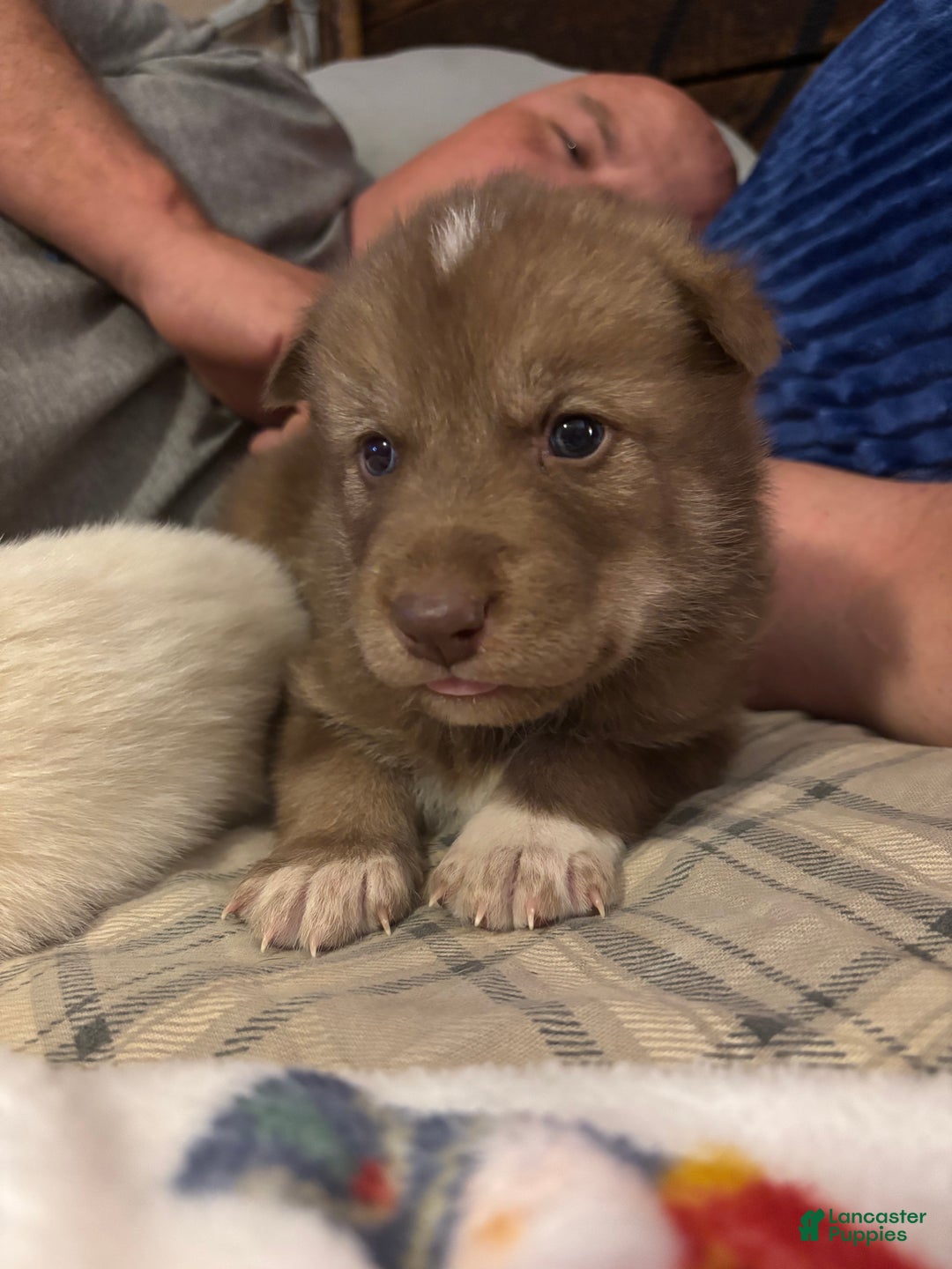 Mixed Breed dogs for sale: Red male wolfdog - Ad 1