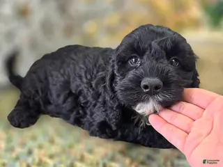 Cockapoo dogs Sirius - Ad 5