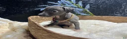 Italian Greyhound dogs for sale: Italian Greyhound 1 - Ad 6