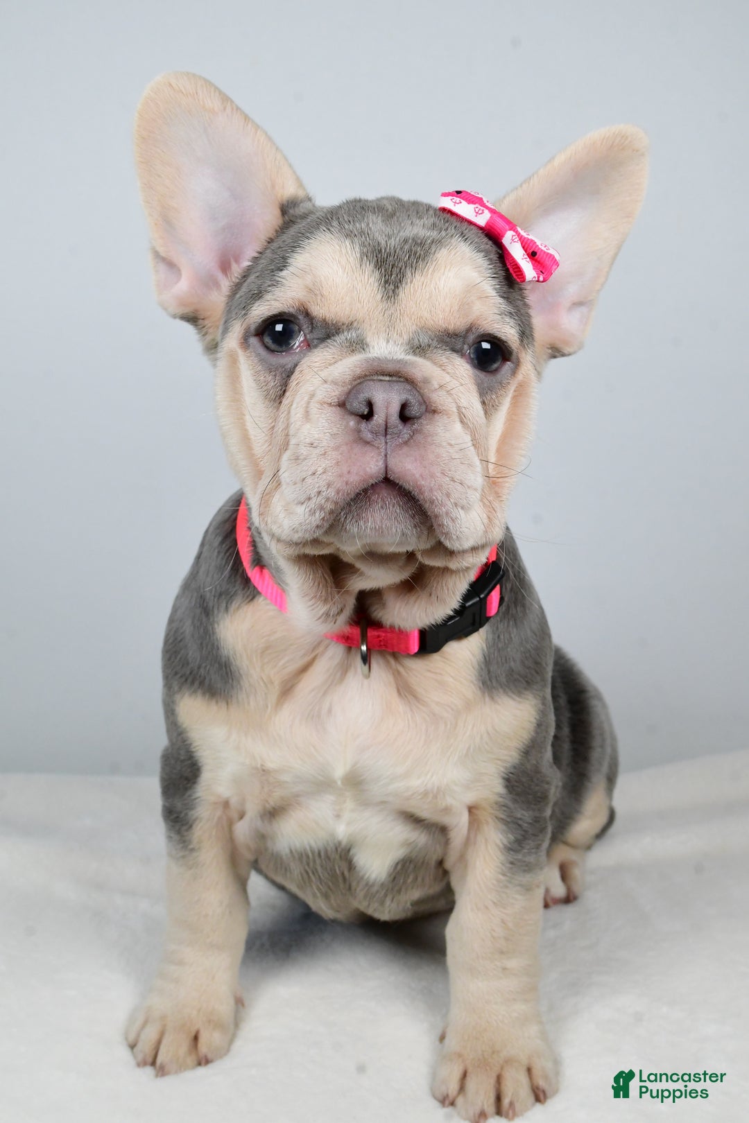 French Bulldog dogs for sale: Cupcake  - Ad 6