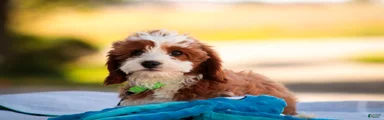 Bella Cavapoo 