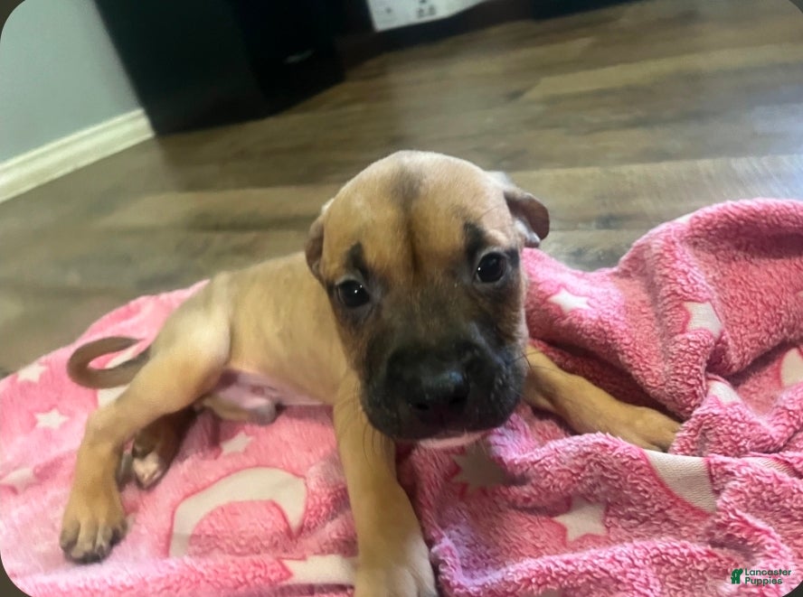American Pit Bull Terrier dogs American Pit Bull Terrier 7 - Ad 37