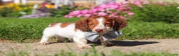 Dachshund dogs for sale: Cooper - Ad 3