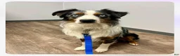 Australian Shepherd dogs for sale: Whales - Ad 6
