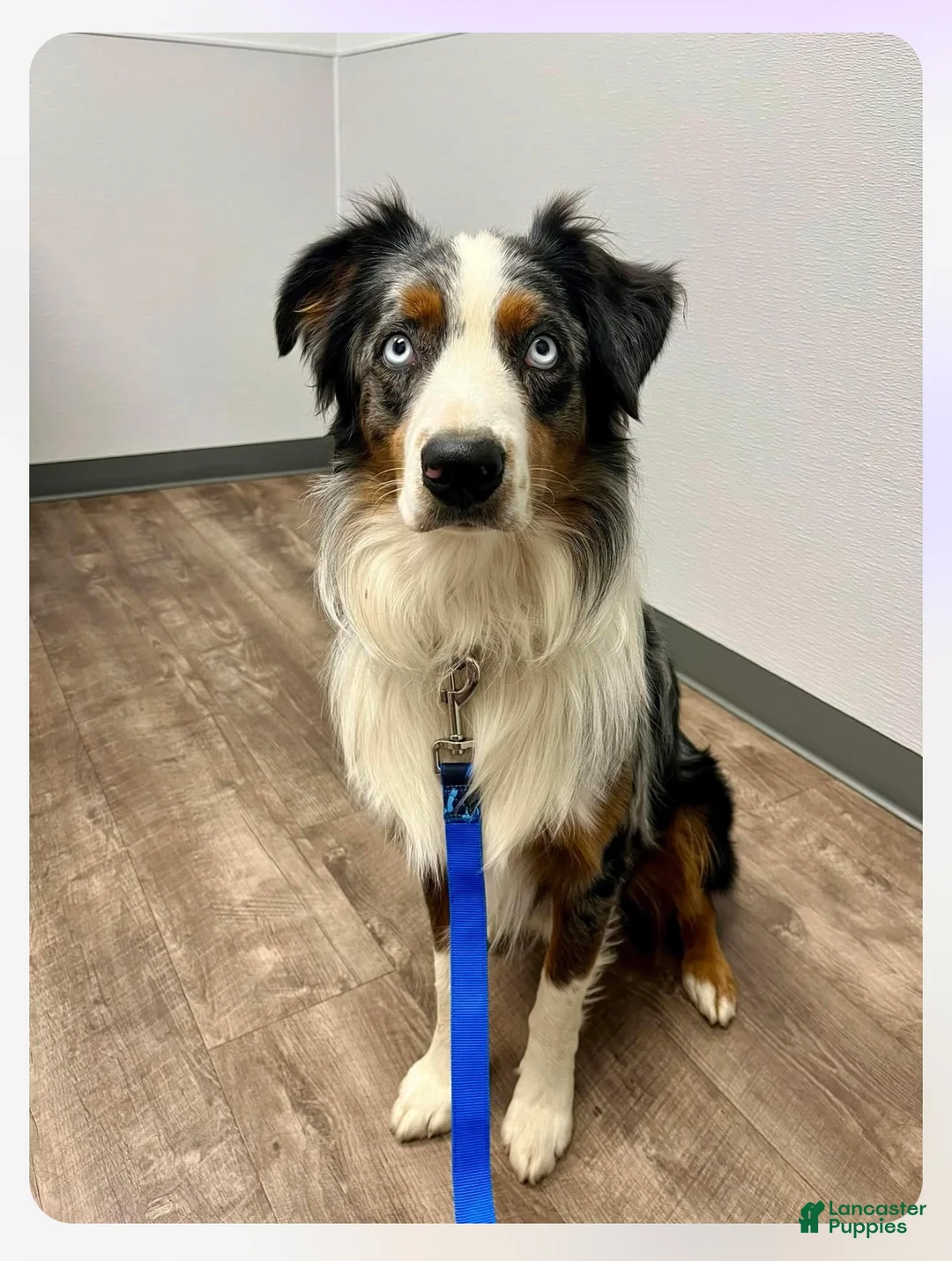 Australian Shepherd dogs for sale: Whales - Ad 6