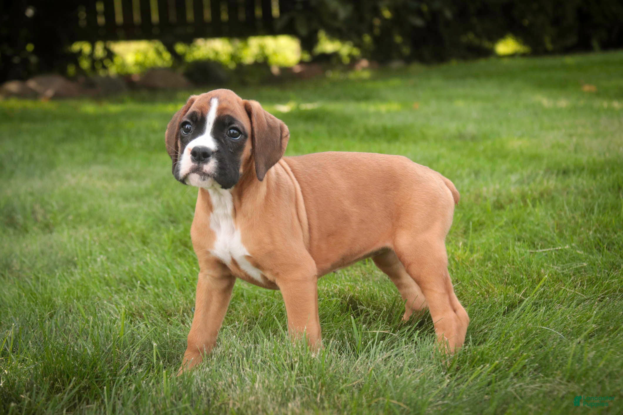 Boxer dogs Brinley - Ad 2
