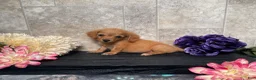 Miniature Dachshund dogs for sale: Skipper - Ad 10