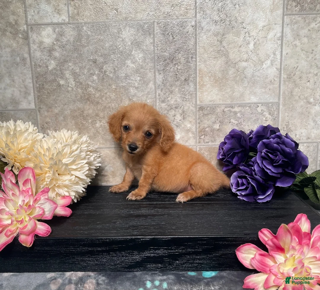Miniature Dachshund dogs for sale: Skipper - Ad 10
