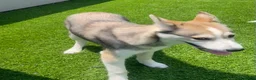 Alaskan Klee Kai dogs for sale: Vermithor (The Bronze Fury) - Ad 6