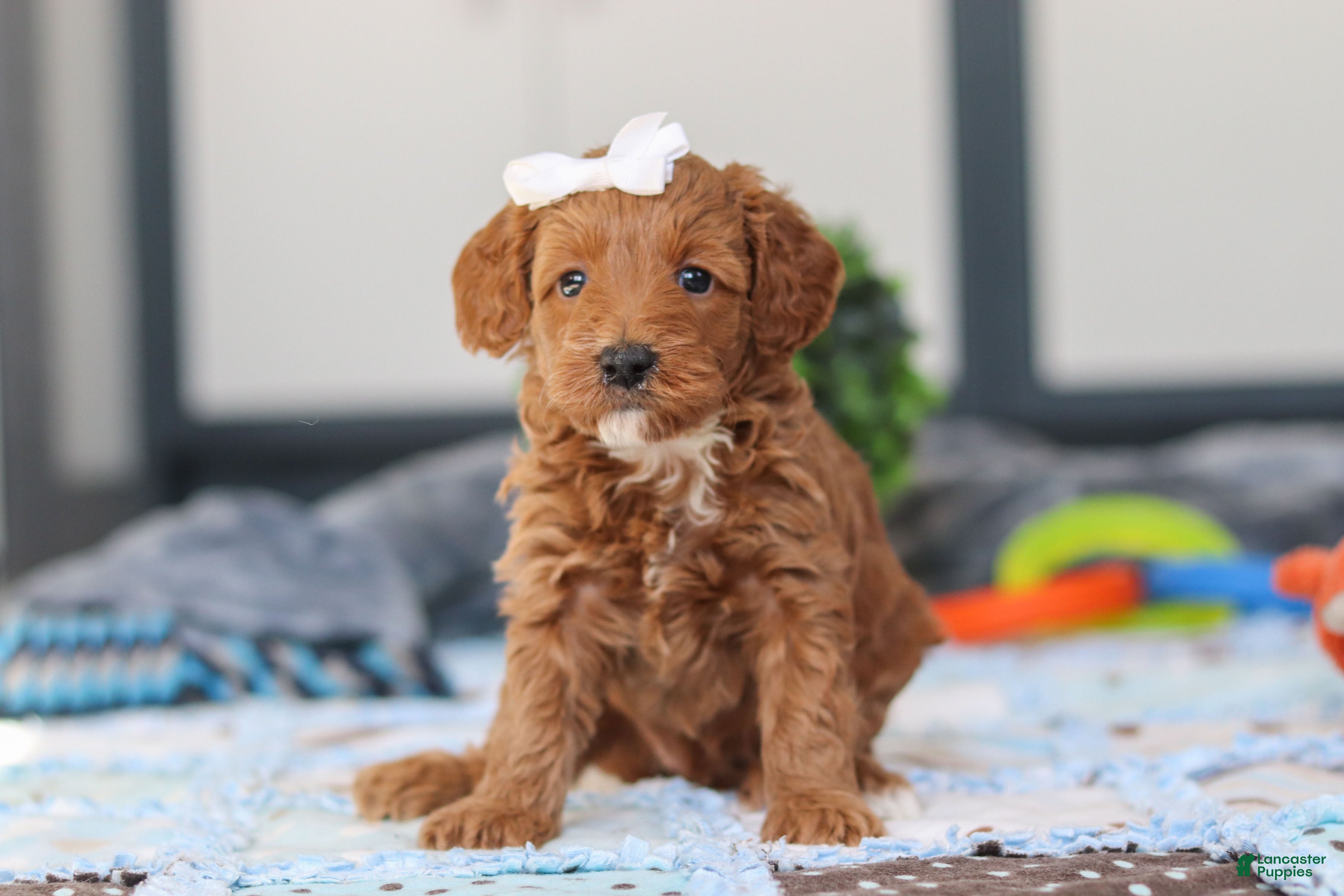 Mini Goldendoodle dogs Norma - Ad 1
