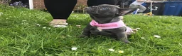 French Bulldog dogs for sale: Lexi Blue Eyes Blue Frenchie Pup - Ad 2