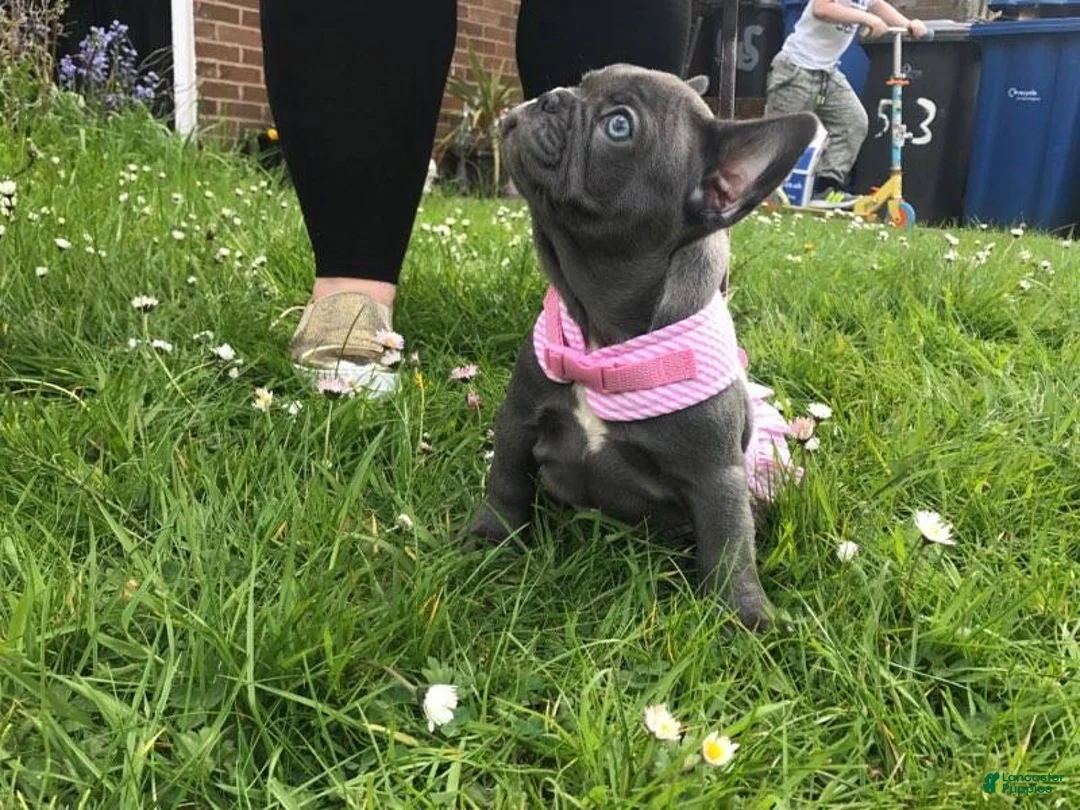 French Bulldog dogs for sale: Lexi Blue Eyes Blue Frenchie Pup - Ad 2