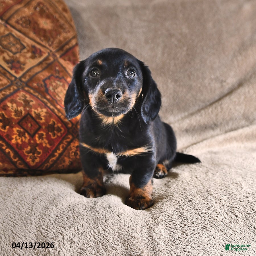 Miniature Dachshund dogs Dallas - Ad 2