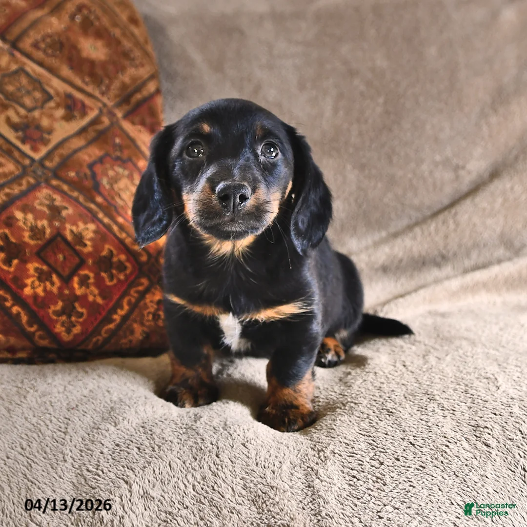 Miniature Dachshund dogs for sale: Dallas - Ad 2