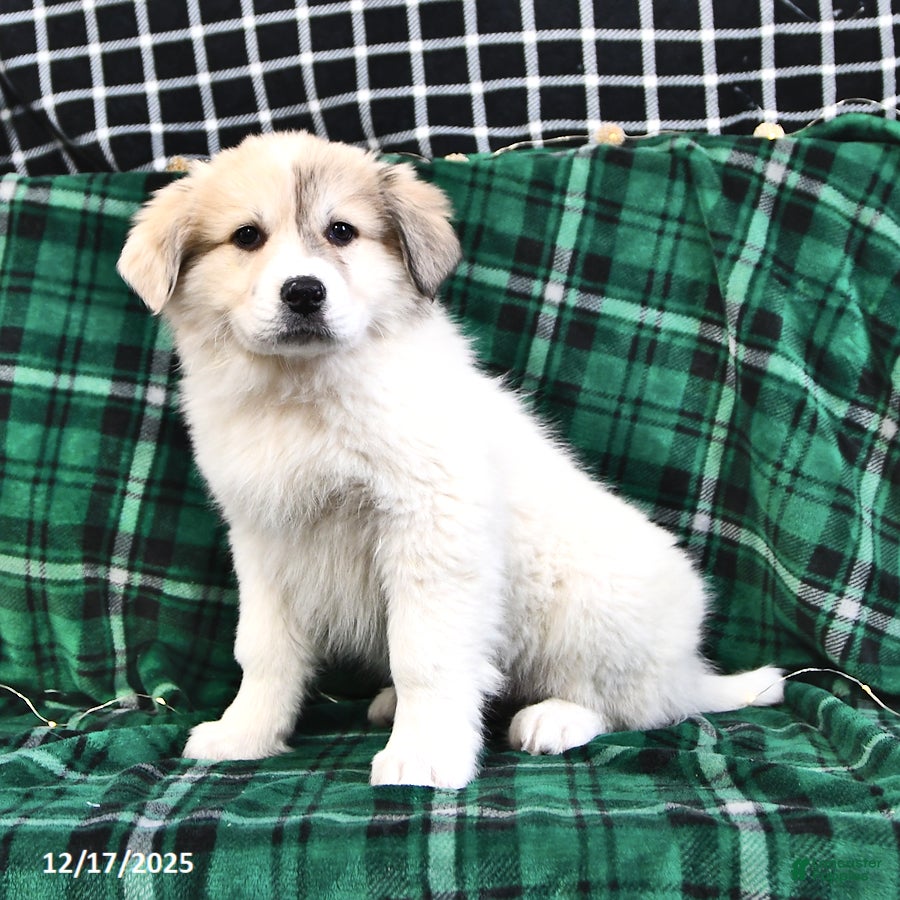 Great Pyrenees dogs Janie - Ad 8