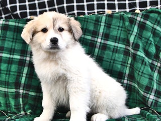 Great Pyrenees dogs Janie - Ad 1