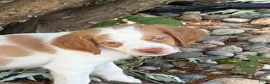 Brittany Spaniel 4