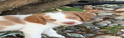 Brittany Spaniel dogs for sale: Brittany Spaniel 4 - Ad 1