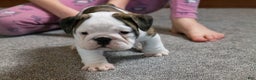 English Bulldog dogs for sale: Lucy - Ad 3