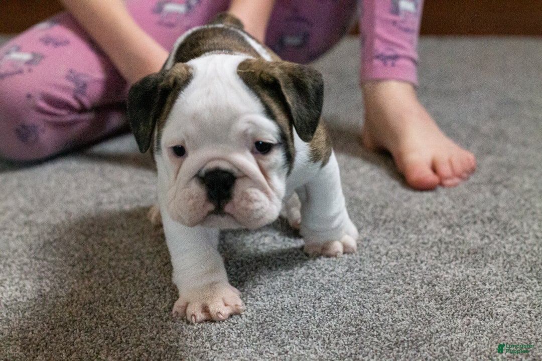 English Bulldog dogs for sale: Lucy - Ad 3