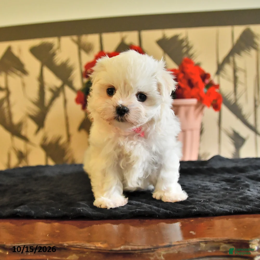 Maltese dogs for sale: Amy - Ad 2