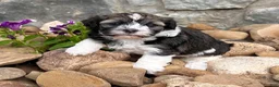 Havanese dogs for sale: Nicki - Ad 1
