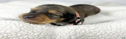 Miniature Dachshund dogs for sale: Cherry - Ad 6