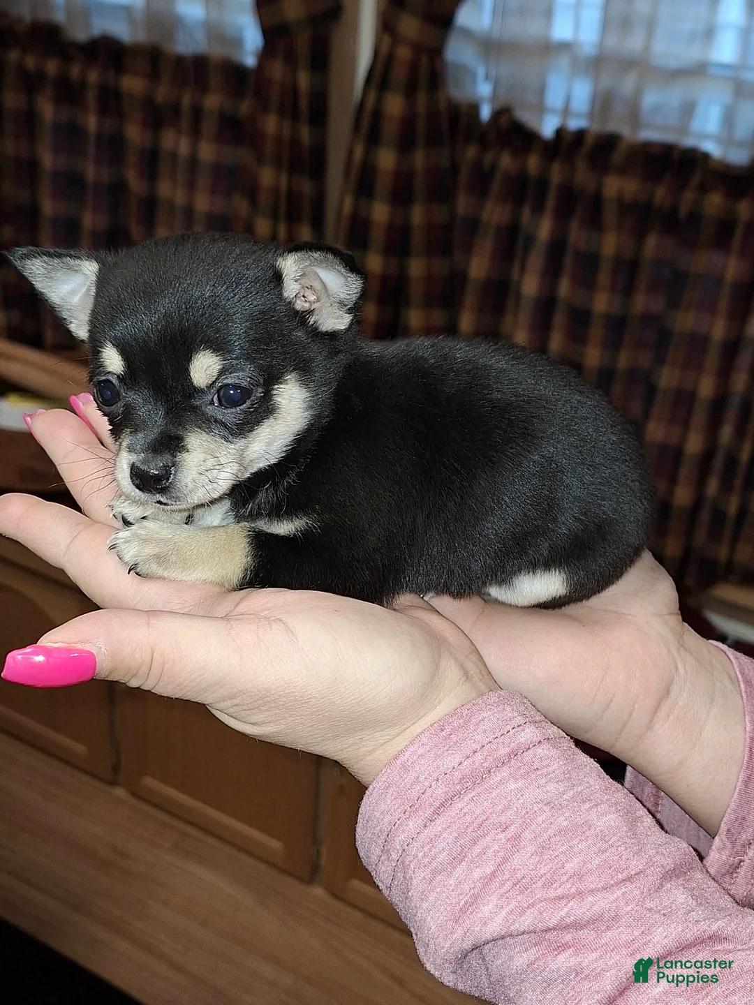 Gallery Image {{count}}