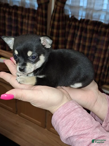 Gallery Image {{count}}