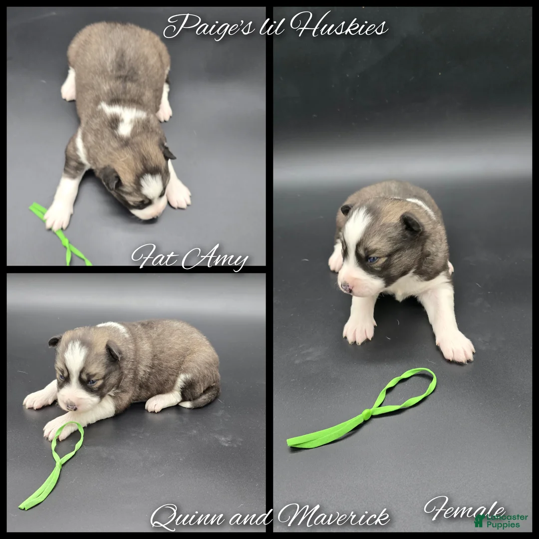 Siberian Husky dogs for sale: Amy - Ad 5