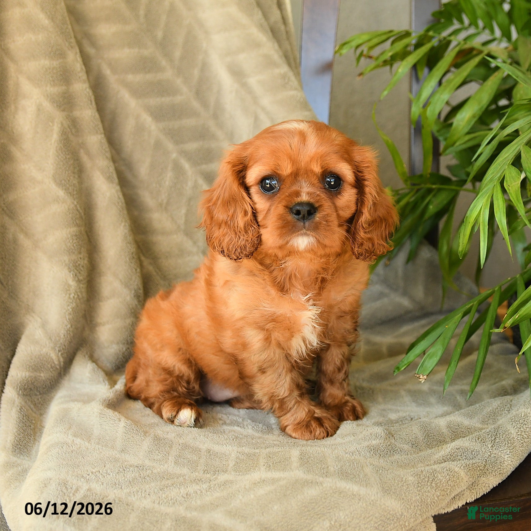Cavalier King Charles Spaniel dogs Amelia - Ad 1