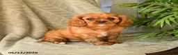 Cavalier King Charles Spaniel dogs for sale: Amelia - Ad 1