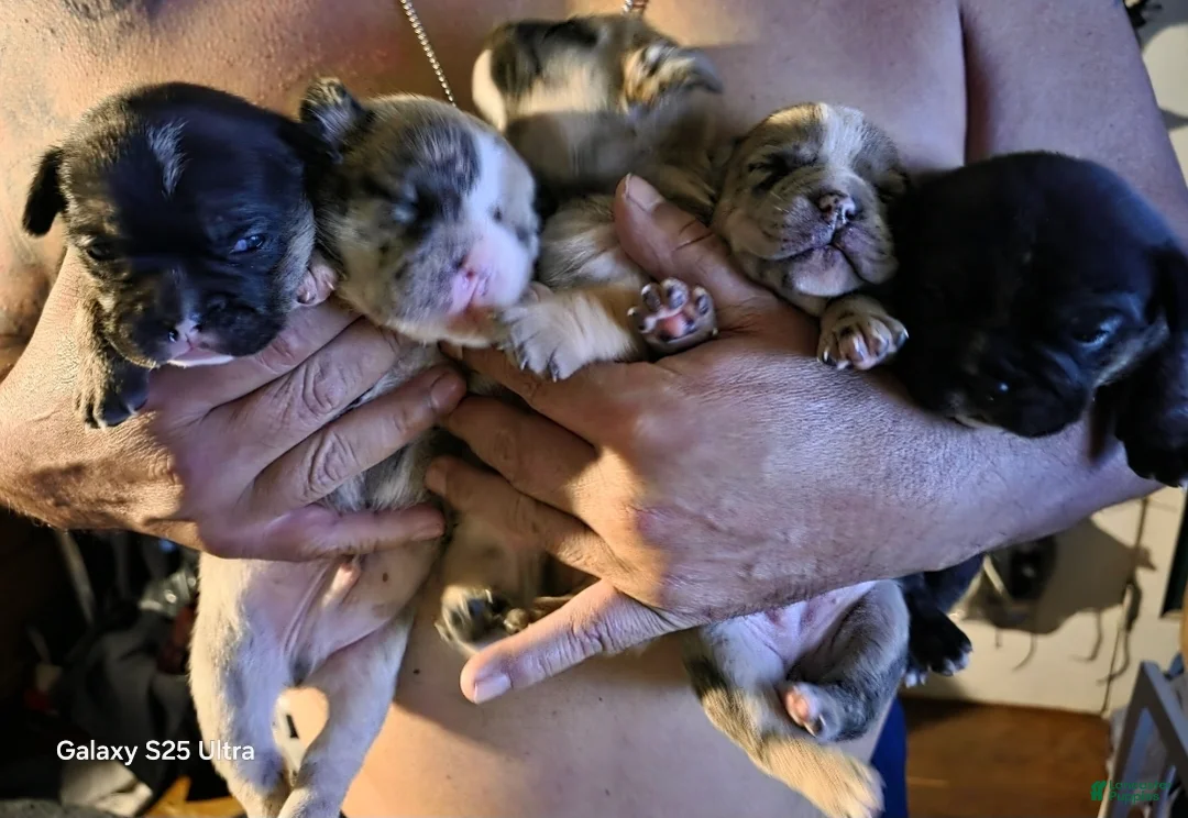 French Bulldog dogs for sale: French Bulldog Puppy 4 - Ad 2