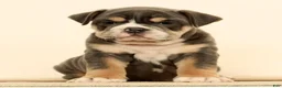 English Bulldog dogs for sale: Brutus - Ad 3