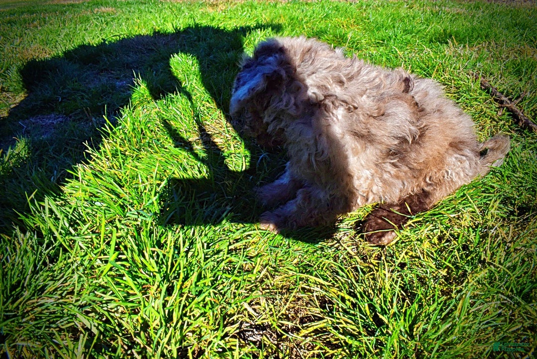 Havapoo dogs for sale: Indy - Ad 11