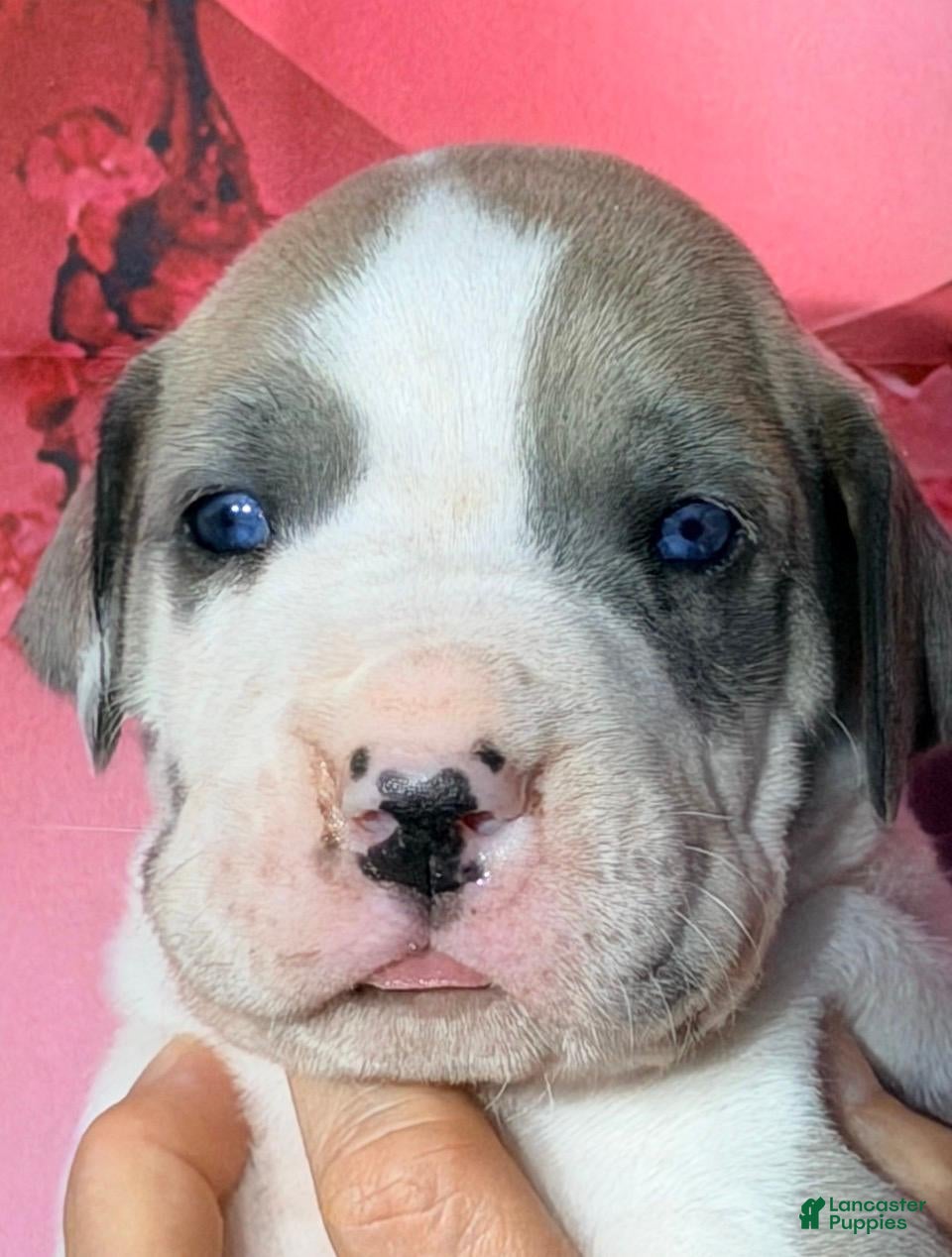 Great Dane dogs Flint - Blue Harlequin - Ad 10