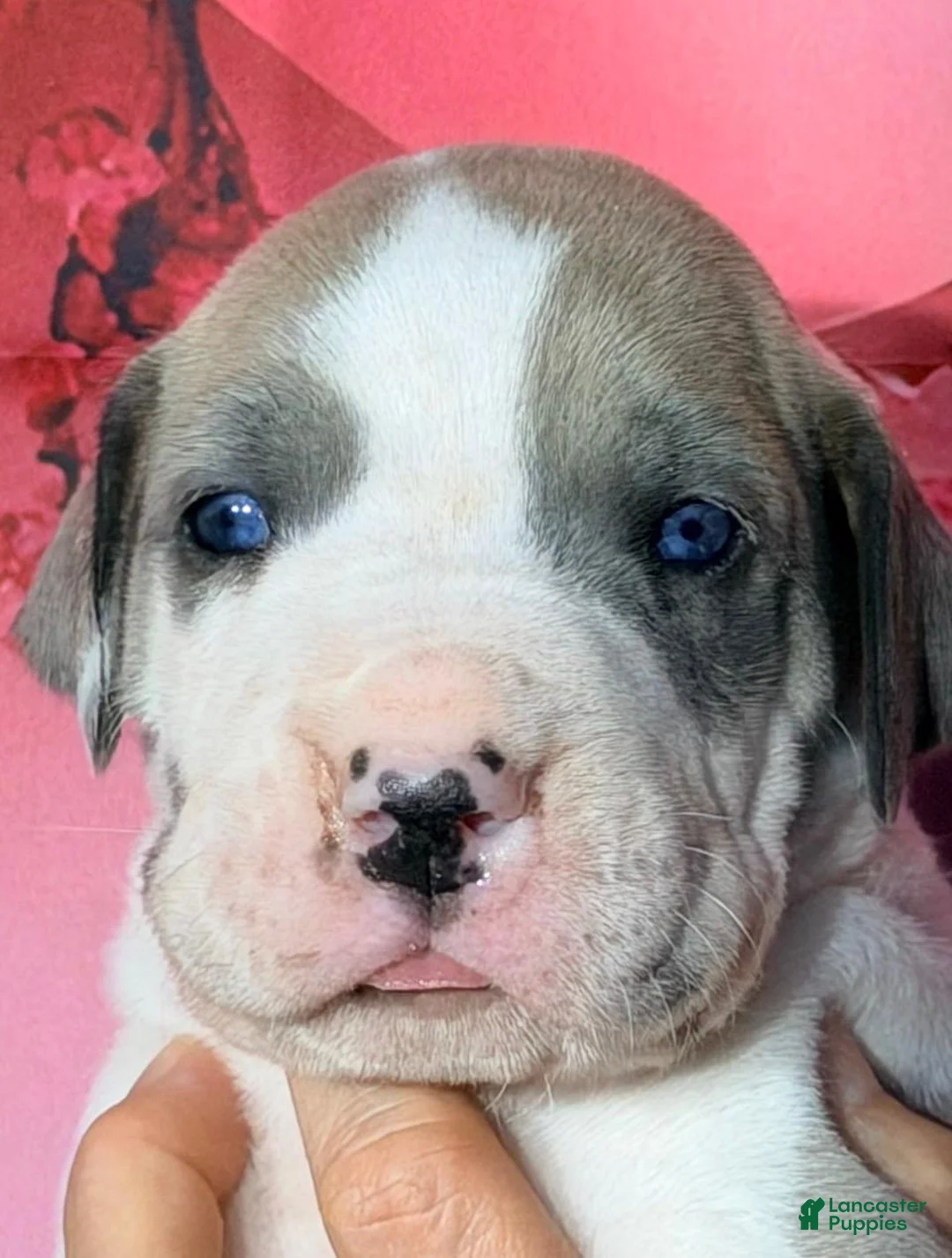 Great Dane dogs for sale: Flint - Blue Harlequin - Ad 1