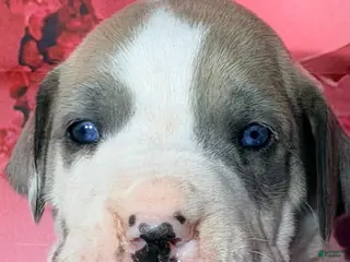 Great Dane dogs Flint - Blue Harlequin - Ad 10