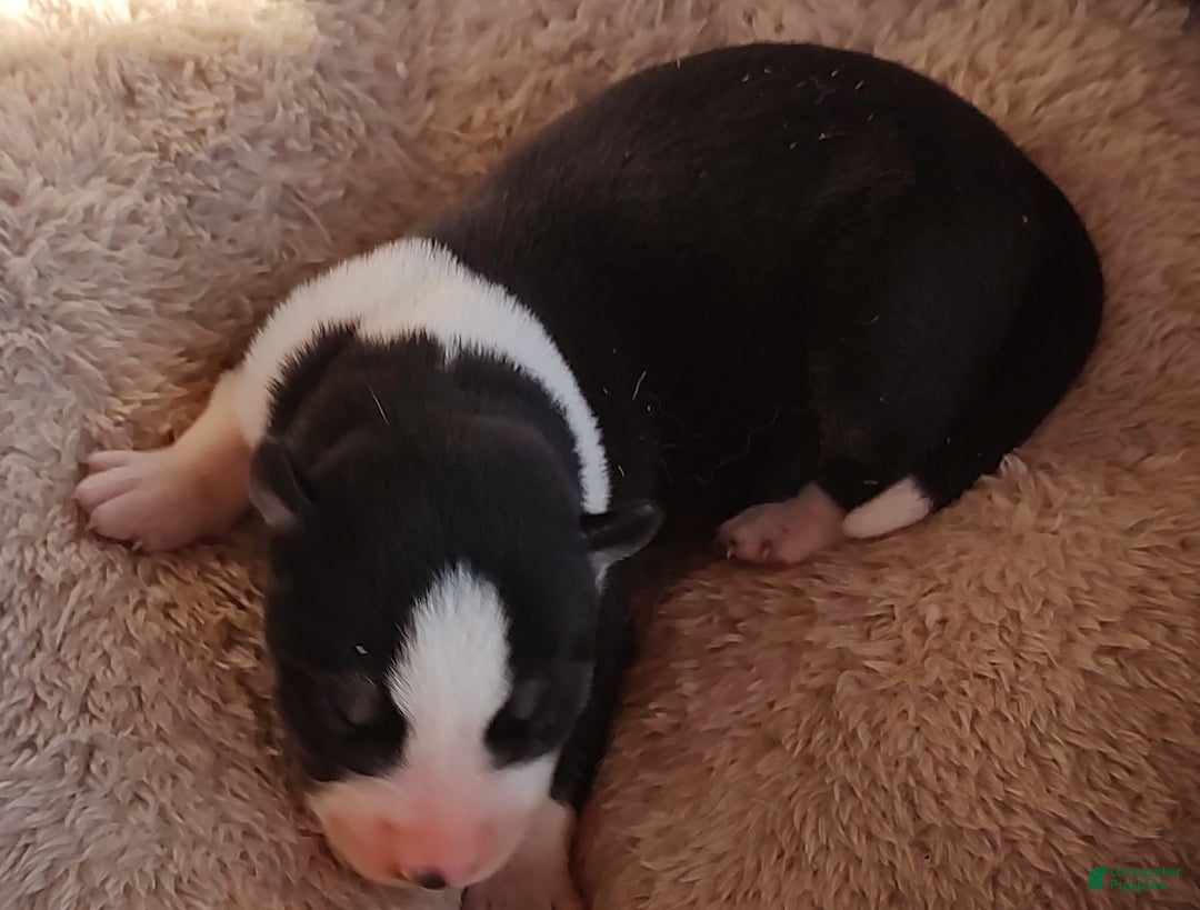 Siberian Husky dogs for sale: Siberian Husky Puppy 4 - Ad 4