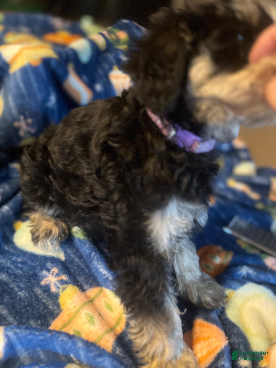 Miniature Schnauzer dogs for sale: Kali - Ad 19