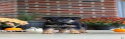 German Shepherd dogs for sale: Majesty - Ad 6