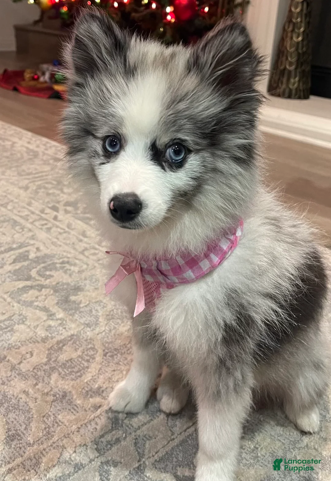 Gallery Image {{count}}