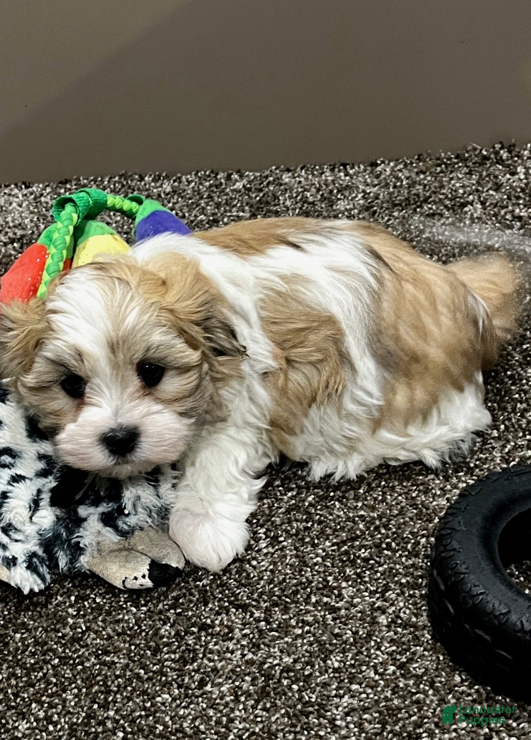 Malshi dogs for sale: Rocky - Ad 6