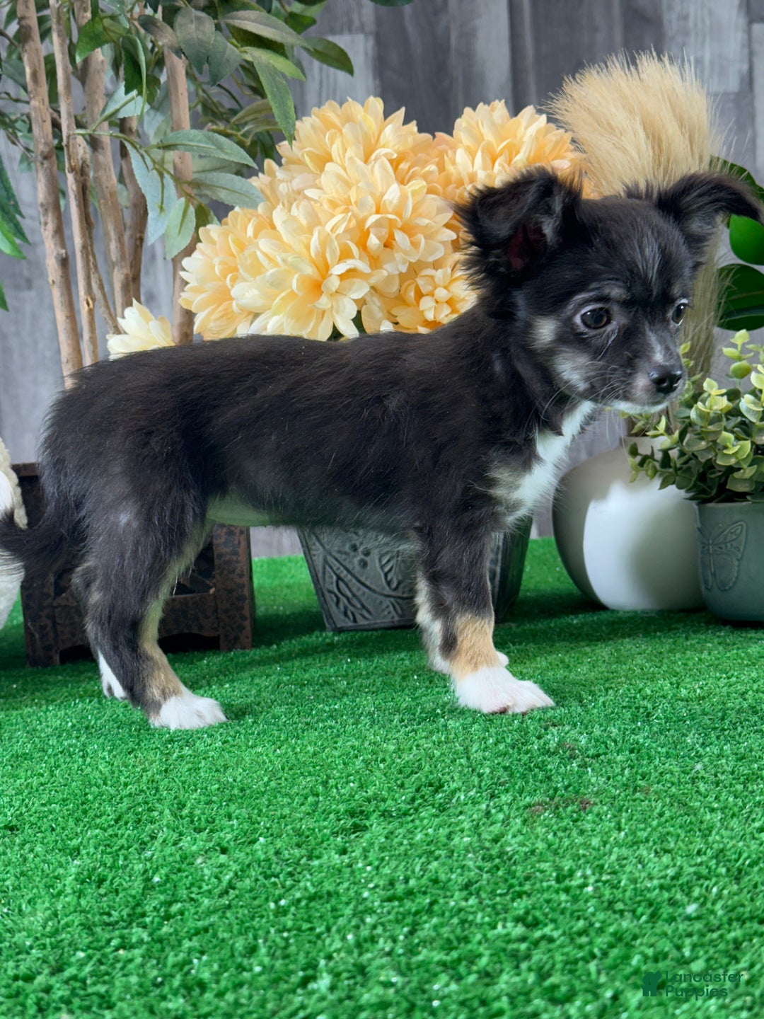 Chihuahua dogs for sale: Fifi - Ad 2