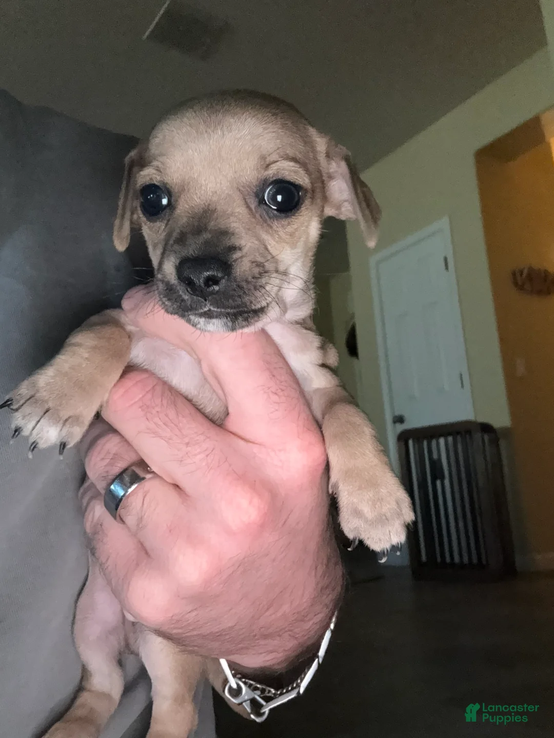 Chihuahua dogs for sale: Chihuahua Puppy 1 - Ad 2