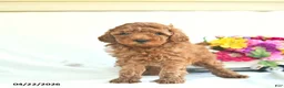 Toy Poodle dogs for sale: Posie  - Ad 2